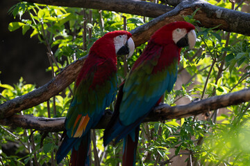 Dark red macaw parrot in Salzburg zoo Austria