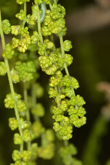 Eiche,  Stieleiche, Quercus robur L. Blüte