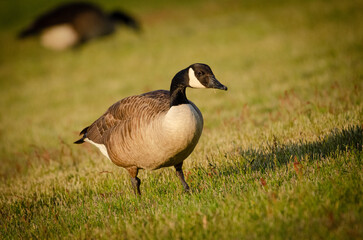 Goose