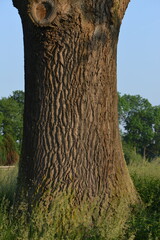 Eiche,  Stieleiche, Quercus robur L., Eichenstamm