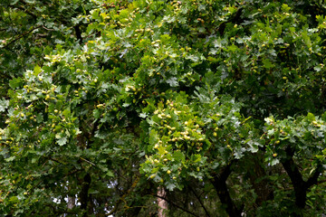 Eiche,  Stieleiche, Quercus robur L.,  Eicheln