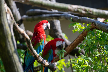 Dark red macaw parrot in Salzburg zoo Austria