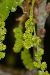 Eiche,  Stieleiche, Quercus robur L. Blüte