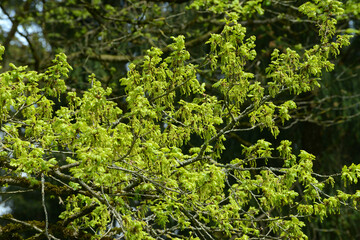 Eiche,  Stieleiche, Quercus robur L. Blüte