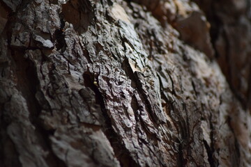 Dried tree surface background pattern