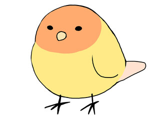 コザクラインコ イエロー
