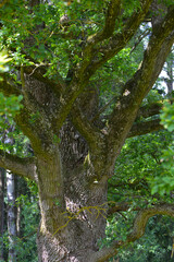 Fototapeta premium Eiche, Stieleiche, Quercus robur L., Eichenstamm