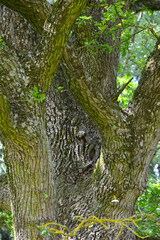 Eiche,  Stieleiche, Quercus robur L., Eichenstamm