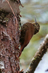 Spot-corwned Woodcreeper (Lepidocolaptes affinis) on tree trunk, taken in Honduras.