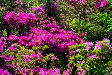 経塚山のミヤマキリシマ