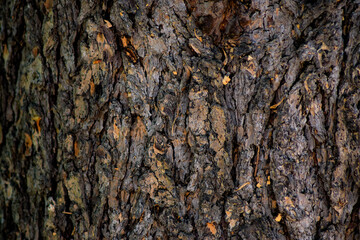 Dried tree surface background pattern