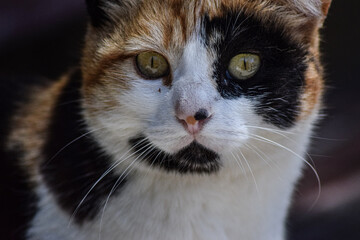 Sweet cat and big expressive eyes