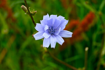Mesmerizing Macro: Close-Up of Exquisite Blue-Violet Flower Petals - Revel in the Delicate Beauty...