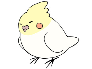 オカメインコ ルチノー