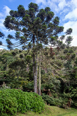 árvore araucária típica da serra do sul do Brasil pinhão