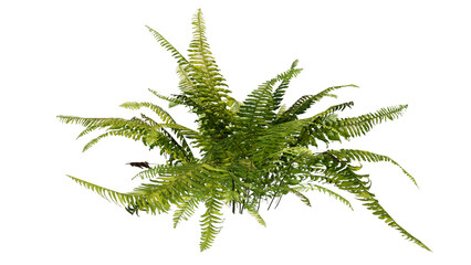 fern isolated