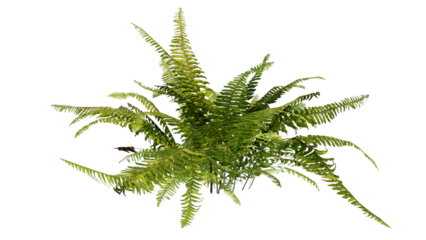 fern isolated