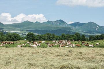 mountain landscape in the French region of the Auvergne with meadows, red and white cows and vulcan...