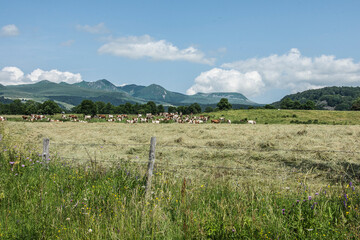 mountain landscape in the French region of the Auvergne with meadows, red and white cows and vulcan...