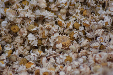 Chamomile Tea Plant dried chamomile