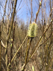 fluffy bud with many yellow stamens, spring landscape