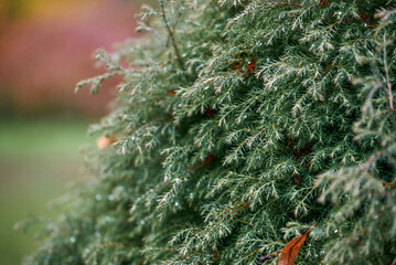 Beautiful branches of Chamaecyparis Pisifera on a foggy autumn day. Selective focus on green and fluffy leaves with drops