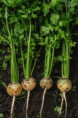 Obraz premium Tubers of turnip rooted chervil textured background, rutabaga pattern, white radish banner, root vegetables