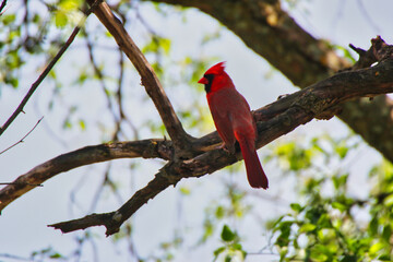 A Striking Red Male Cardinal perched on the branch of a tree with green leaves in spring time,mid-may at the Fletcher Wildlife Garden within the Dominion Arboretum Gardens,Ottawa,Ontario,Canada
