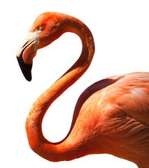 Beautiful Tropical Flamingo Isolated. Transparent PNG.