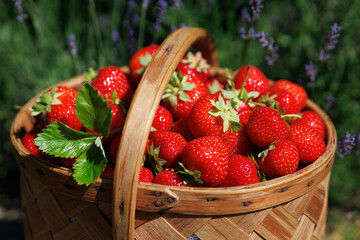 Strawberries in a basket on a background of lavender flowers, selective focus, blur, beautiful card.