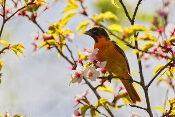 Lovely view of a Female Baltimore Oriole feeding on the nectar of delicate pink Cherry Blossom...