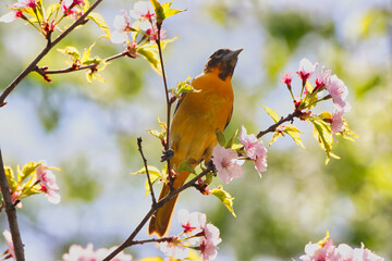 Beautiful view of the deep yellow shade of the Female Baltimore Oriole bird perched on a Cherrry tree with delicate pink flowers in spring at the Dominion Arboretum Gardens in Ottawa,Ontario,Canada