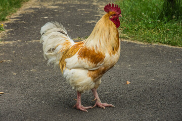 red and white rooster on a farm