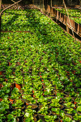 Fototapeta premium Green house plants and flowers growing in the spring time. High quality photo