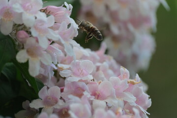 Spring Buzz: A Bee on Pink Blossoms