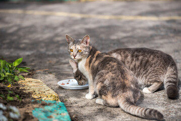 Two homeless and hungry cats eat food given by volunteers. Stray cats eat on the street. Cats eating wet food from a white bowl