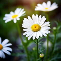 Obraz premium marguerite daisy flower nature portrait photo