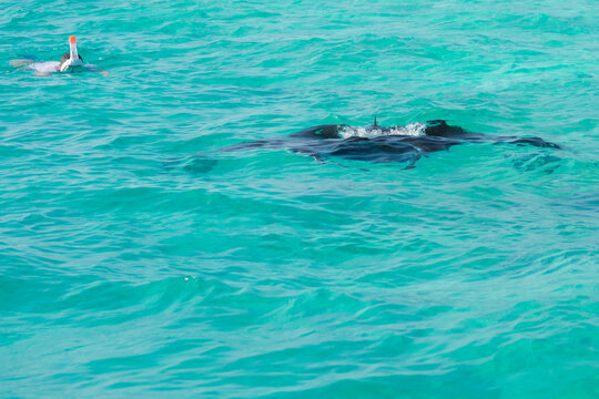 Black mantha  with a man snorking close to it