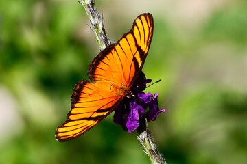 Juno Longwing butterfly (Dione juno) nectaring on Blue Porterweed , taken in Honduras.