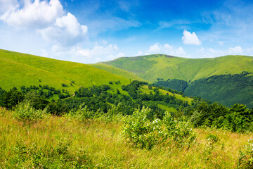 carpathian nature landscape of ukraine in summer. alpine grassy meadow and hillside on a sunny day. distant velykyy verkh mountain of borzhava ridge. popular travel destination of transcarpathia