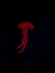 Jellyfish gracefully floating in the aquarium