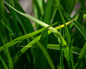 close up of green grass