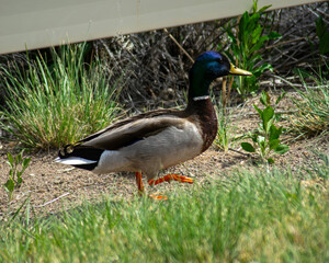 Mallard duck on the grass
