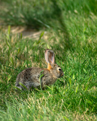 rabbit in the grass
