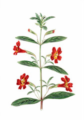 Flower illustration on a white background. Monkeyflower