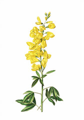 Flower illustration on a white background. Scotch broom