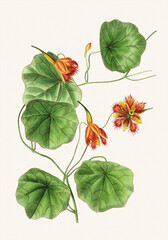 Flower illustration on a light beige background. Tropaeolum