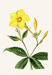 Flower illustration on a light beige background. Allamanda