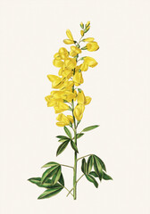 Flower illustration on a light beige background. Scotch broom