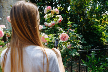 rear view on woman in white t-shirt cutting the red roses in the garden with garden pruner